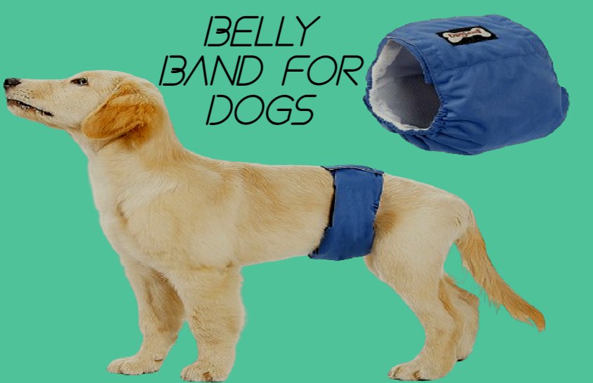 Belly Band for Dogs