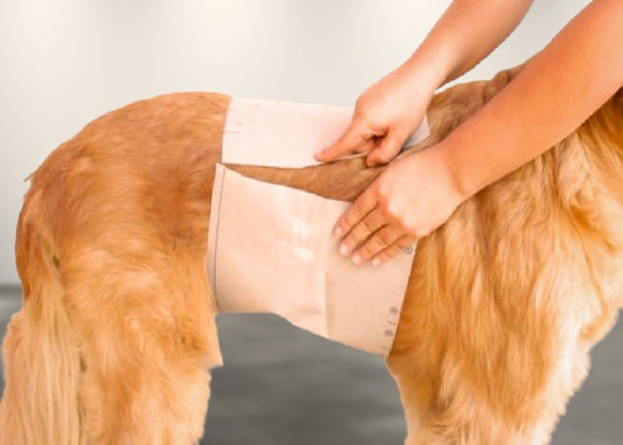 Belly Band for Dogs