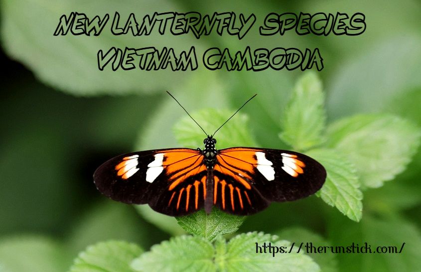 New Lanternfly Species Vietnam Cambodia