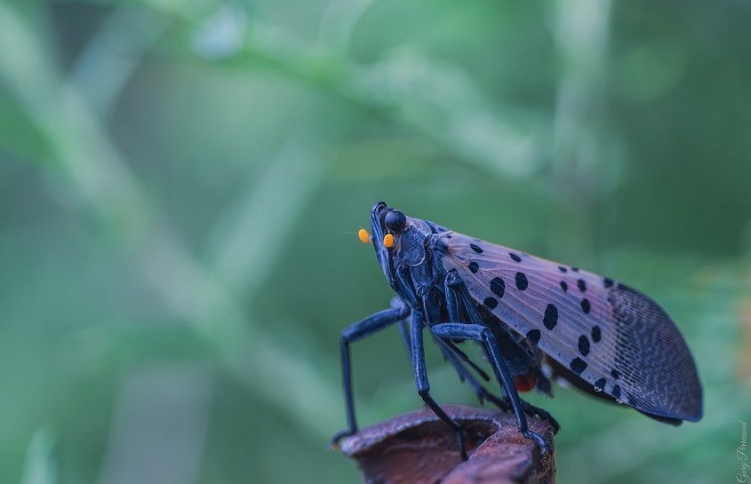 New Lanternfly Species Vietnam Cambodia